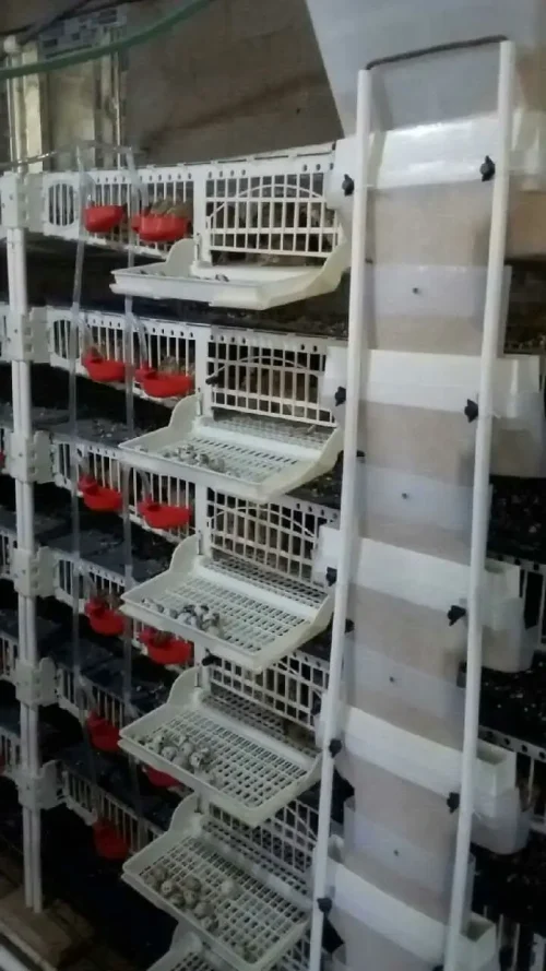 Factory Price 6 Layer Plastic Bird Cage With Collect System For 350 Quails - Image 3